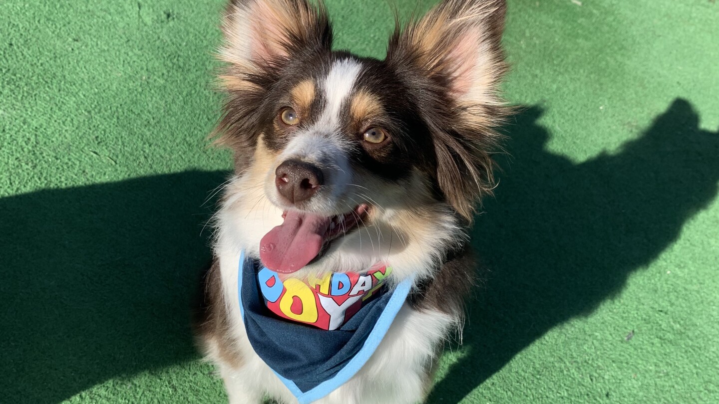 Mcgee springs papillons & cheap puppies